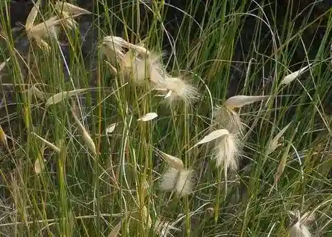 نبات نجيل Lygeum spartum في بيئته الطبيعية