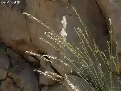 نبات نجيل Melica inaequiglumis في بيئته الطبيعية