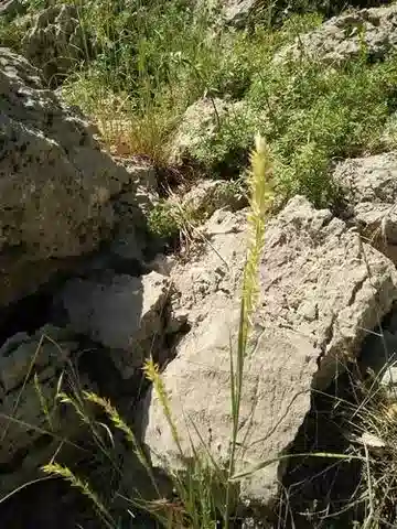 نبات نجيل Melica persica في بيئته الطبيعية