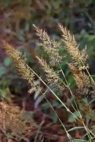 نبات نجيل Melinis minutiflora في بيئته الطبيعية