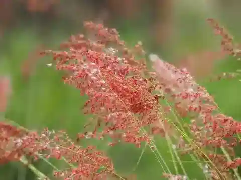 نبات نجيل Melinis repens subsp. grandiflora في بيئته الطبيعية