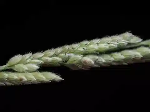 نبات نجيل Moorochloa eruciformis في بيئته الطبيعية