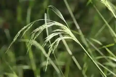 نبات نجيل Oloptum miliaceum في بيئته الطبيعية