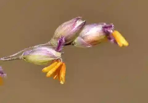 نبات نجيل Panicum coloratum في بيئته الطبيعية