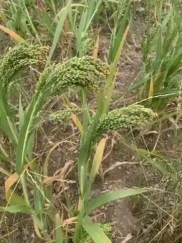 نبات نجيل Panicum miliaceum في بيئته الطبيعية