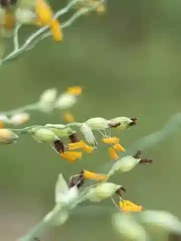 نبات نجيل Panicum repens في بيئته الطبيعية