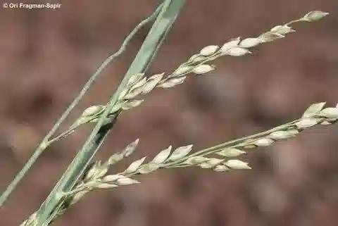 نبات نجيل Panicum turgidum في بيئته الطبيعية