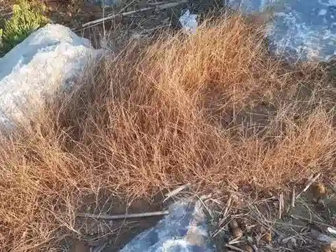 نبات نجيل Parapholis filiformis في بيئته الطبيعية