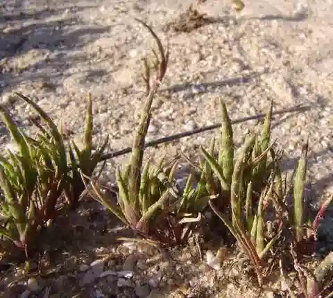 نبات نجيل Parapholis marginata في بيئته الطبيعية
