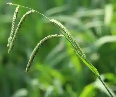 نبات نجيل Paspalum dilatatum في بيئته الطبيعية