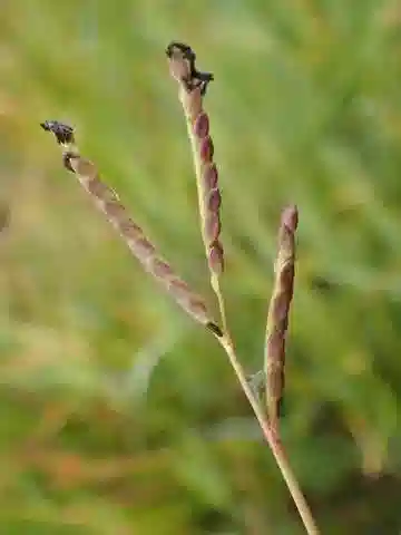 نبات نجيل Paspalum distichum في بيئته الطبيعية