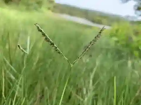 نبات نجيل Paspalum vaginatum في بيئته الطبيعية