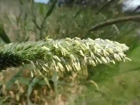 نبات نجيل Phalaris aquatica في بيئته الطبيعية