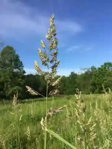 نبات نجيل Phalaris arundinacea في بيئته الطبيعية