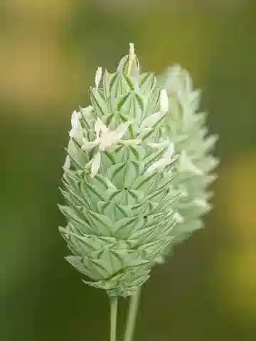 نبات نجيل Phalaris canariensis في بيئته الطبيعية