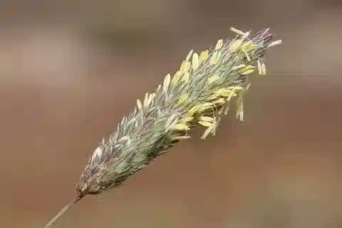 نبات نجيل Phalaris coerulescens في بيئته الطبيعية