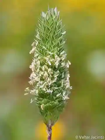 نبات نجيل Phalaris minor في بيئته الطبيعية