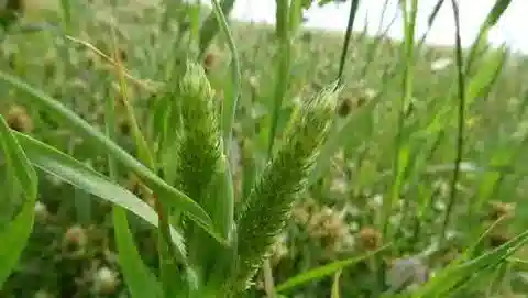 نبات نجيل Phalaris paradoxa في بيئته الطبيعية