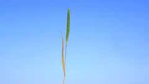 نبات نجيل Phleum subulatum في بيئته الطبيعية