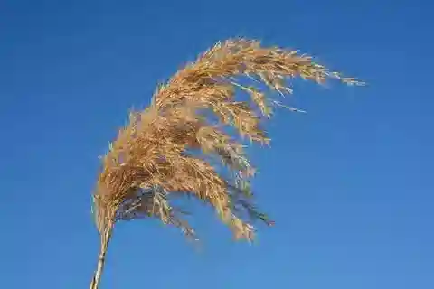 نبات نجيل Phragmites australis subsp. australis في بيئته الطبيعية