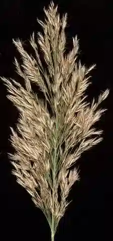 نبات نجيل Phragmites mauritianus في بيئته الطبيعية