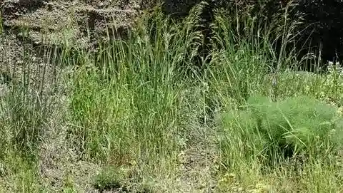 نبات نجيل Piptatherum holciforme في بيئته الطبيعية