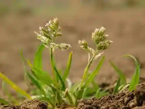 نبات نجيل Poa annua في بيئته الطبيعية