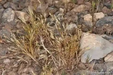 نبات نجيل Poa diaphora var. songarica في بيئته الطبيعية