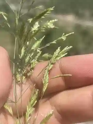 نبات نجيل Poa persica في بيئته الطبيعية