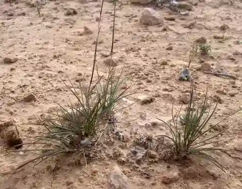 نبات نجيل Poa sinaica في بيئته الطبيعية