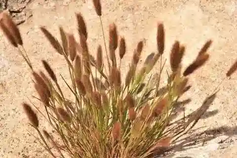 نبات نجيل Polypogon maritimus في بيئته الطبيعية