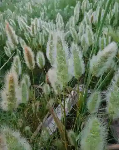 نبات نجيل Polypogon monspeliensis في بيئته الطبيعية