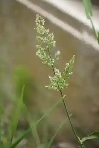 نبات نجيل Polypogon viridis في بيئته الطبيعية