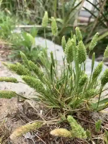 نبات نجيل Rostraria cristata في بيئته الطبيعية
