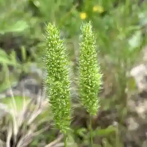 نبات نجيل Rostraria hispida في بيئته الطبيعية
