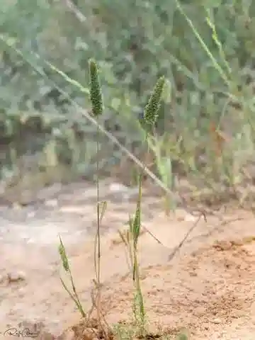 نبات نجيل Rostraria obtusiflora في بيئته الطبيعية