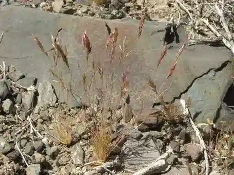 نبات نجيل Schismus arabicus في بيئته الطبيعية