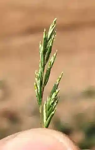 نبات نجيل Schismus barbatus في بيئته الطبيعية