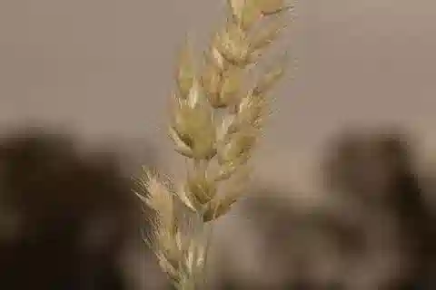 نبات نجيل Schmidtia pappophoroides في بيئته الطبيعية