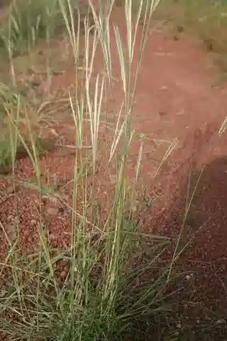 نبات نجيل Schoenefeldia gracilis في بيئته الطبيعية