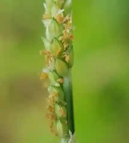 نبات نجيل Setaria geminata في بيئته الطبيعية