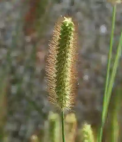 نبات نجيل Setaria pumila في بيئته الطبيعية