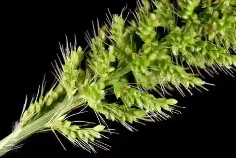 نبات نجيل Setaria verticillata في بيئته الطبيعية
