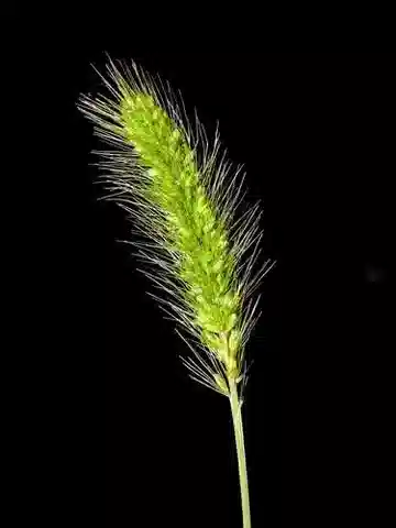نبات نجيل Setaria viridis في بيئته الطبيعية