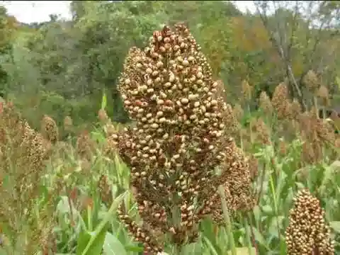 نبات نجيل Sorghum bicolor subsp. verticilliflorum في بيئته الطبيعية