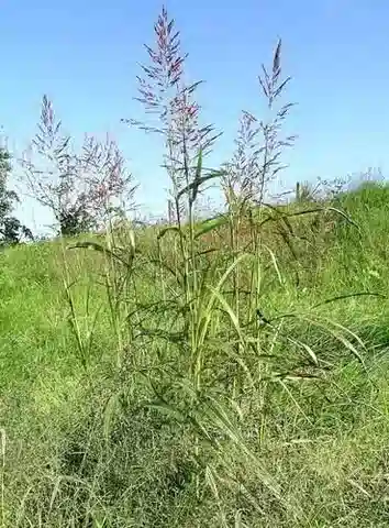 نبات نجيل Sorghum halepense في بيئته الطبيعية
