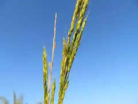 نبات نجيل Sorghum virgatum في بيئته الطبيعية