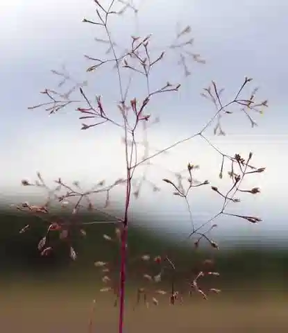 نبات نجيل Sphenopus divaricatus في بيئته الطبيعية
