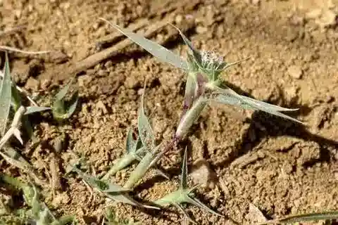 نبات نجيل Sporobolus aculeatus في بيئته الطبيعية