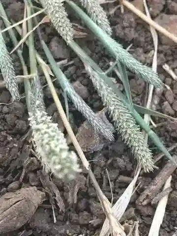 نبات نجيل Sporobolus alopecuroides في بيئته الطبيعية